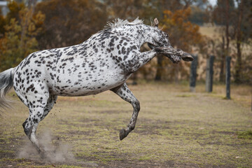 Appaloosa 