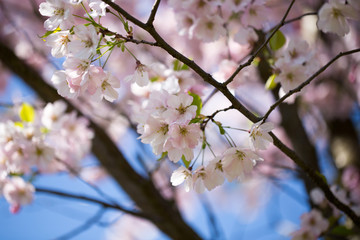 Cherry blossom background with spring day.