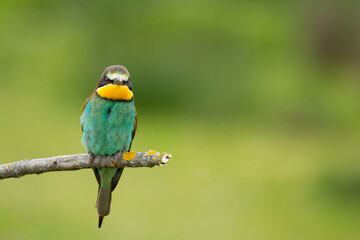 Small bird with a nice plumage