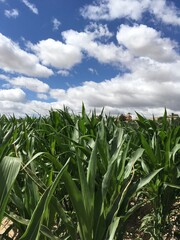 field of green corn