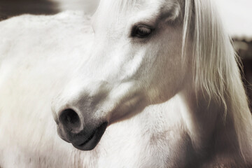 Profile face of a white horse vintage effect. Close up of a white horse in a farm.