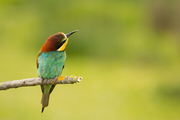 Small bird with a nice plumage