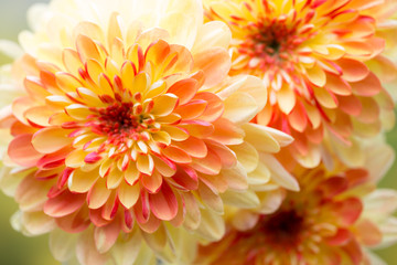Dahlia flowers close up for yellow background.