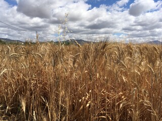 field of golden wheat