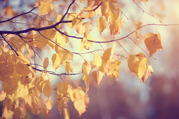 Yellow-gold leaves in the fall.