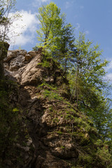 Obraz na płótnie Canvas The trees growing on the high rocks