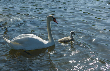 family Shipunov swans with Chicks on lake