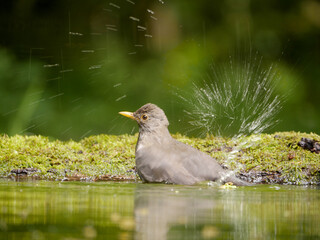 Blackbird, Turdus merula