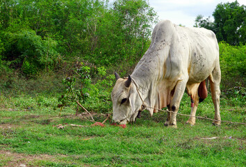 cows eating grass with a backdrop of trees