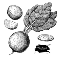 Beetroot hand drawn vector set. Vegetable engraved style illustr