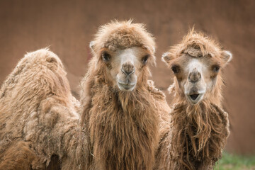 Pair of Bactrian Camels