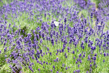 Fototapeta premium Lawendowe pole
