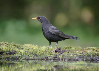 Obraz premium Blackbird, Turdus merula