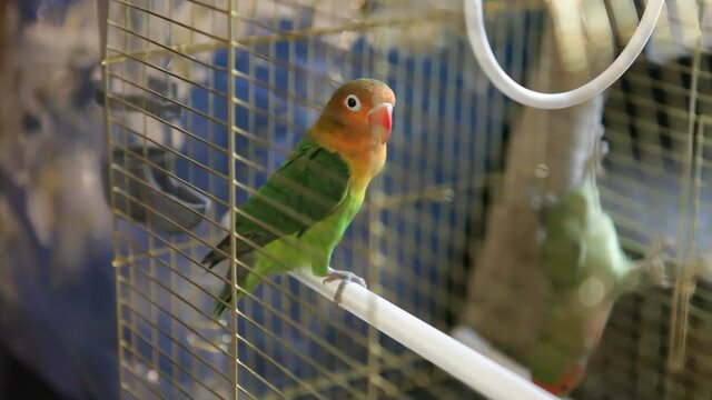 Two beautiful parrot actively move in a cage