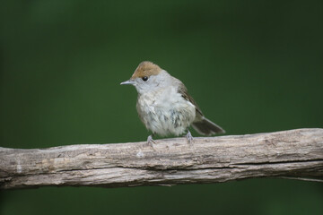 Blackcap, Sylvia atricapilla