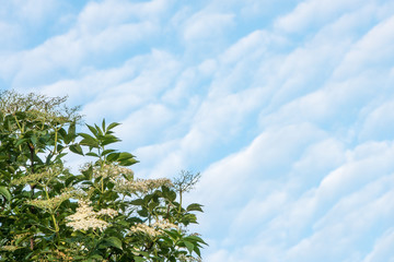 Teil eines Holunderbusches mit Wolken am blauen Himmel - Platz für Text