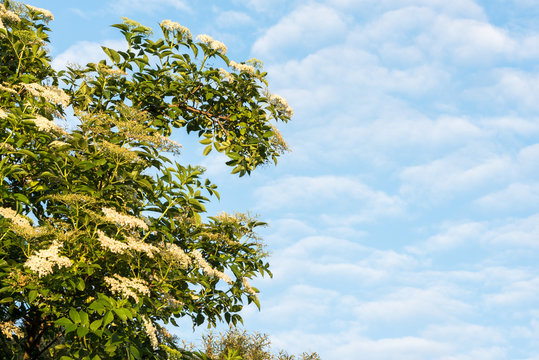 Holunderbusch links - blauer Himmel mit Wolken rechts