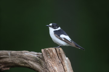 Obraz premium Collared flycatcher, Ficedula albicollis