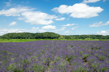 ラベンダー畑