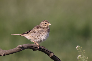 Corn bunting, Emberiza calandra