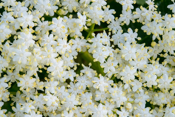 Muster aus winzigen Holunderblüten