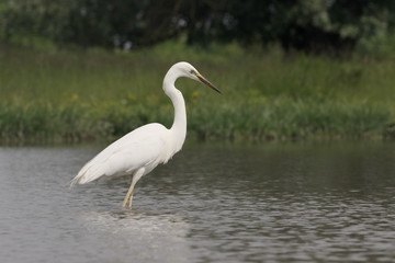 Great egret, Ardea alba