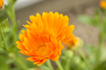Macro orange flower on blur background