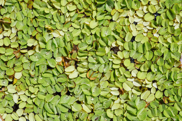 Duckweed close up texture.