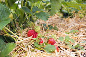 Home Grown Strawberries, fruit and vegetable garden.