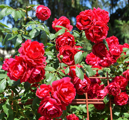 Beautiful red roses