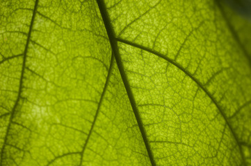 Naklejka na ściany i meble Wallpaper Macro texture green leaf