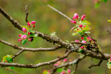 Blooming branch of pear