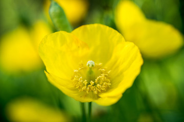 Fototapeta premium Makroaufnahme einer gelben Mohnblüte