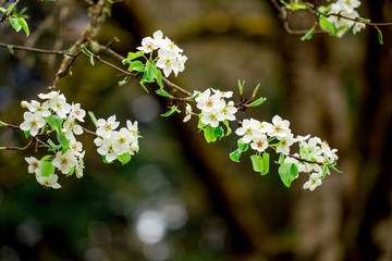 Flowering branches of cherry