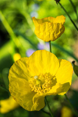 gelbe Blüten einer Mohnpflanze