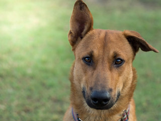 Stray dog with collar