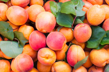 Fruit background of many red and orange ripe apricots
