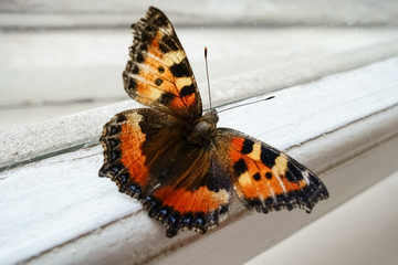 Fototapeta na wymiar Butterfly on the window sill