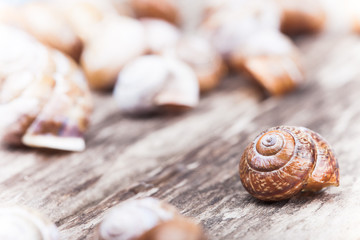 abstract photo of a spiral snail on wooden surface