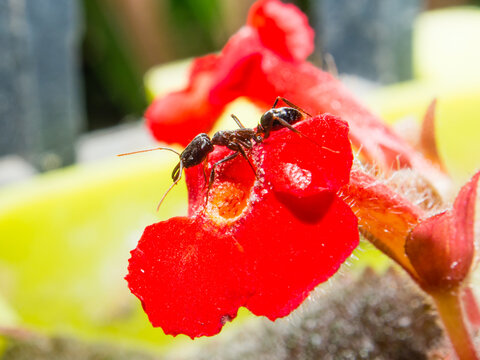 Ant standing on a big red flower. To find the nectar of and poll