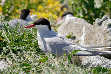 Küstenseeschwalbe