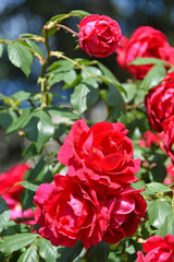 Panele Szklane Podświetlane  Czerwone róże latem