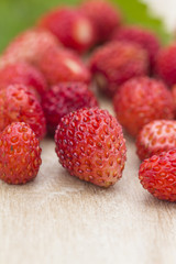 Forest berry - strawberries