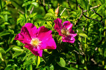 Medicinal herbs - blooming rose on a Sunny day