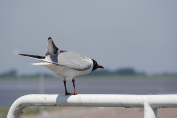 Lachmöwe