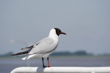 Lachmöwe
