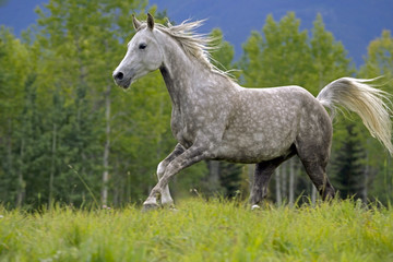 Obraz na płótnie Canvas Beautiful Gray Arabian Gelding galloping in meadow