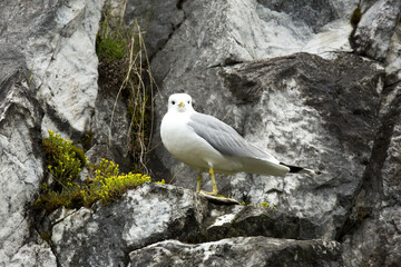 Seagull on the rock