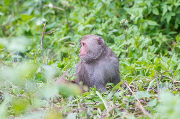 Formosan macaques Looks into the distance(taiwan monkey)