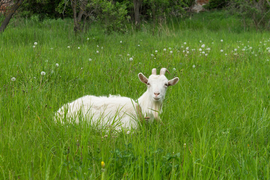 white goat lying on the grass